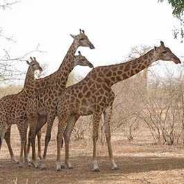 Giraffes 