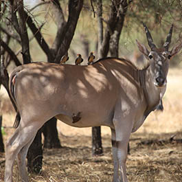 Common Eland