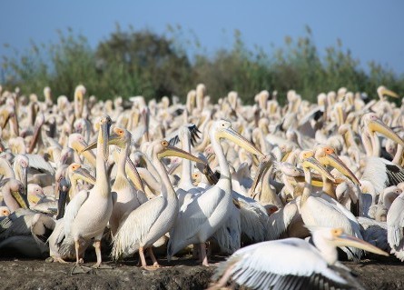 Large Group of Pelicans