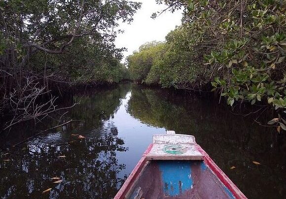 Sine-Saloum : Voyage au cœur du delta