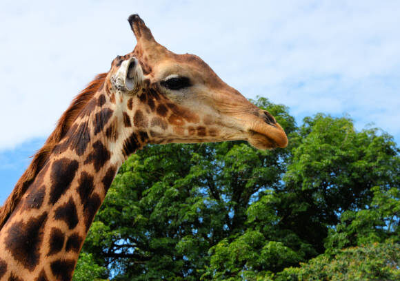 Safari au Parc National de Niokolo-Koba : Aventure au cœur de la nature sauvage
