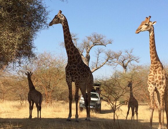 Réserve de Bandia : safari et faune sauvage près de Dakar
