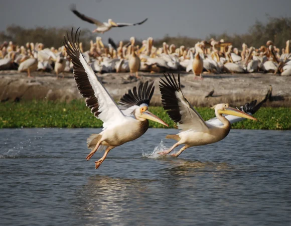 Parc national du Djoudj